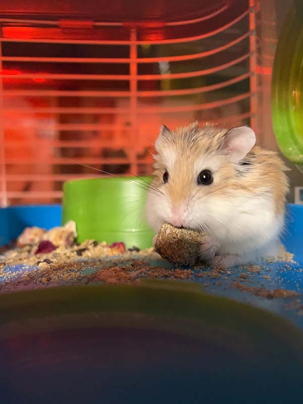 Morgan Robinson' hamster Winston