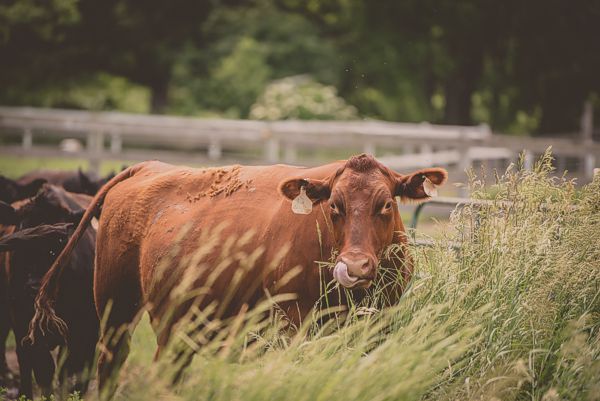 Bovine Services