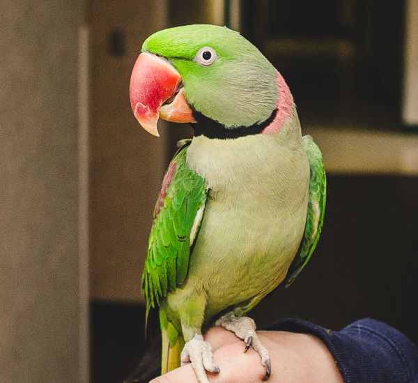 Disney the Parrot